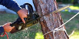 Best Tree Risk Assessment  in North Wantagh, NY